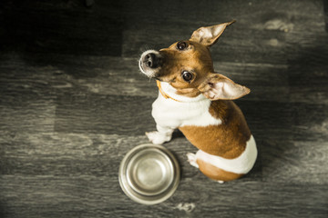 Cute dog