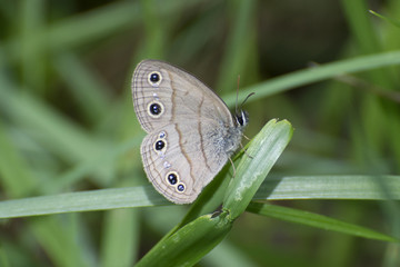 Butterfly 2017-54 / Small butterfly on a blade of grass