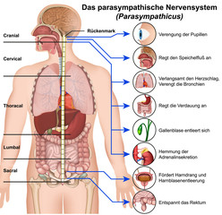 Das parasympathische Nervensystem, Parasympathicus