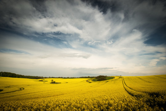 Rapsfeld mit S&ouml;lle