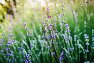 Blooming lavender in the summer and sun evening light. Garden blue flowers