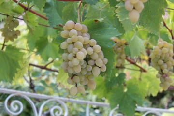 Fototapeta premium uva e zucchine