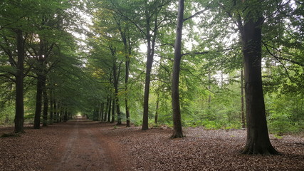 Lane in the woods