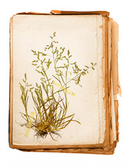 old book - old paper texture in detail - herbarium