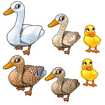 Maturation stages of duck, three stages of growth