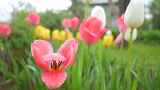 Beautiful Multiple Colored Tulips in a Garden Blowing in the Wind after Rain. HD Slowmotion.