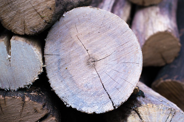 Cross section of the tree background