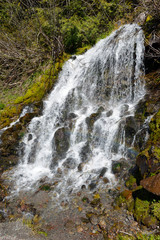 Fototapeta premium Cascading waterfall in coniferous forest, near Portland Oregon, environmental areas which are threatened by increasing development and pollution