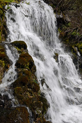 Fototapeta premium Cascading waterfall in coniferous forest, near Portland Oregon, environmental areas which are threatened by increasing development and pollution
