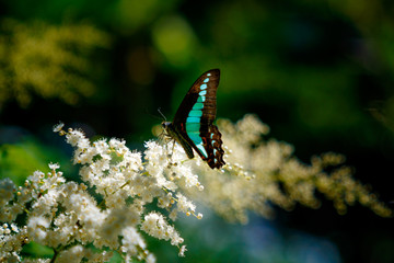 アオスジアゲハ