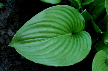 Obraz premium Green leaf of garden plant Hosta.