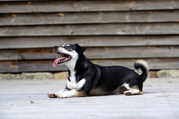 aufmerksam, kleiner kurzhaariger Mischlingshund liegt aufmerksam auf Hozboden