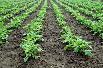 Fototapeta na wymiar Field of young green potato bushes