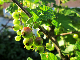  Ripe Currant