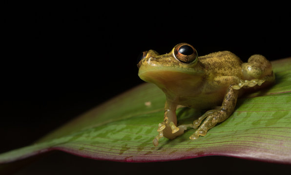 grenouille verte