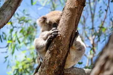 Photo sur Plexiglas Koala Australian koala between the branches of an eucalyptus tree