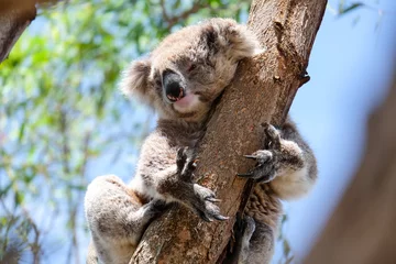 Papier Peint photo Koala Australian koala between the branches of an eucalyptus tree