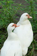 two of white muscovy duck at riverbank of nature canal