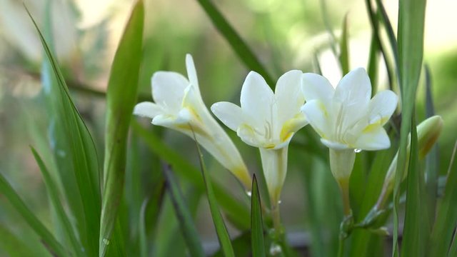 White freesia flowers