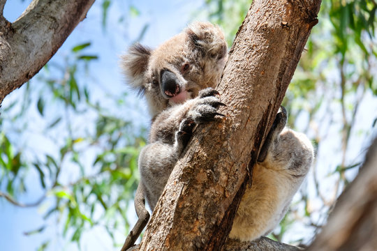 Australian koala between the branches of an eucalyptus tree