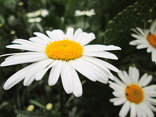 Fototapeta premium Big chamomile