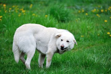 Angry white dog