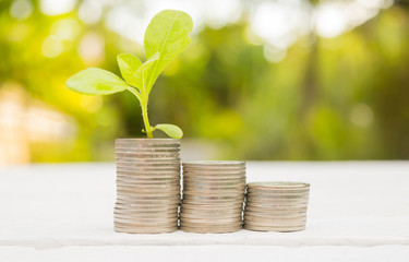 Interest money finance Plant Growing In Savings