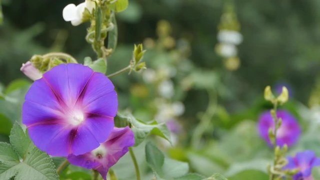 morning glory in lush wild leaves.agriculture farmland at rural.