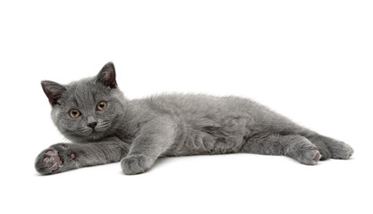 Kitten isolated on white background.