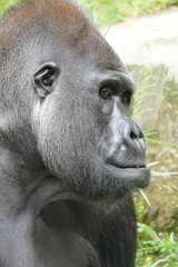 Fototapeta premium Silberrücken, schöner männlicher Gorilla