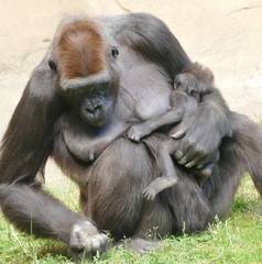 Mutter Gorilla mit Neugeborenem