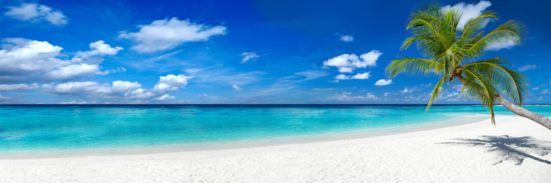 Fototapeta coco palm panorama super szeroki format na wymarzonej tropikalnej plaży