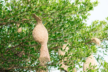 weaverbird or ricebird nest