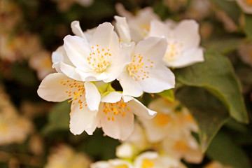Jasmine flowers blossoming on bush in sunny day