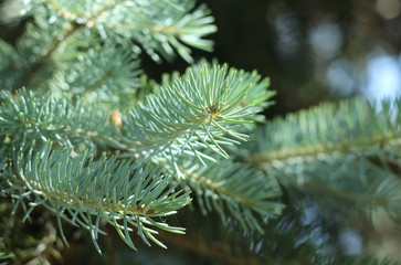 Pine tree