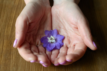 violet flower in hands