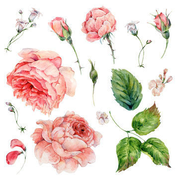 Set Of Vintage Watercolor Roses