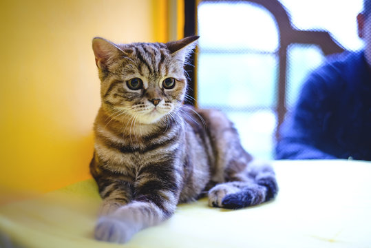 European Shorthair Gray Cat