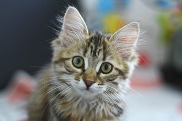 Cute Finnish shorthair kitten plays