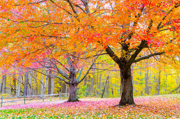 Yellow, red and purple maple trees at Potato Creek State Park in North Liberty, Indiana