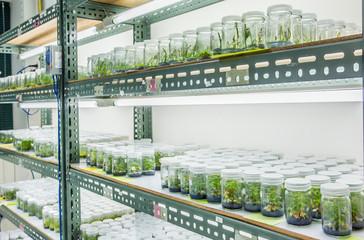 Plant tissue culture in the laboratory, lab tissue in university