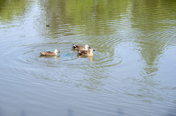 3匹のカルガモ