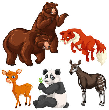 Different types of wild animals