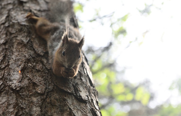 Fototapeta premium Reddish-brown furry squirrel feeding. Tree squirrel eating nuts. Small rodent with its food. Slight motion blur.