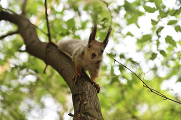Fototapeta na wymiar Reddish-brown furry squirrel feeding. Tree squirrel eating nuts. Small rodent with its food. Slight motion blur.