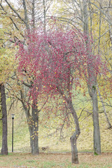 Fototapeta premium Apple trees Kitaika with lots of ripe red fruits.