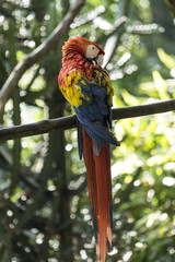 Wild animals from all over the world, zoos and preservation.