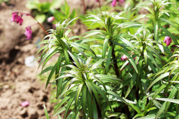 Beautiful spring sprout of lily, russian nature