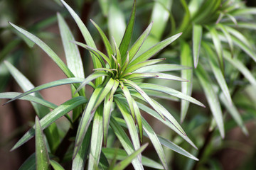Beautiful spring sprout of lily, russian nature