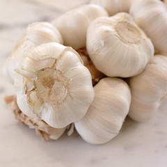 Garlic